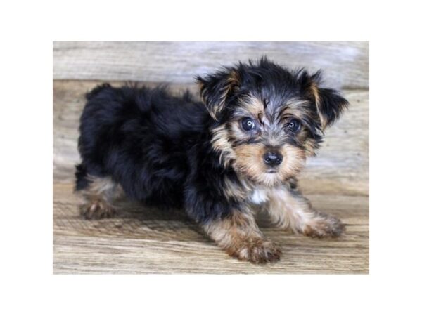 Yorkshire Terrier-DOG-Male-Black / Tan-24548-Petland Lake St. Louis & Fenton, MO