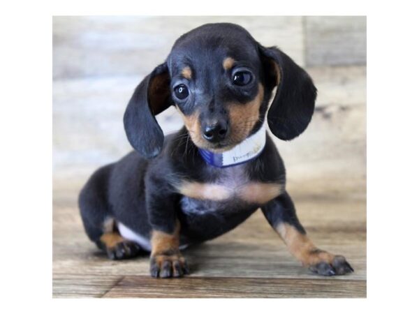 Dachshund-DOG-Female-Black / Tan-24545-Petland Lake St. Louis & Fenton, MO