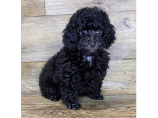 Miniature Poodle-DOG-Male-Black-24546-Petland Lake St. Louis & Fenton, MO