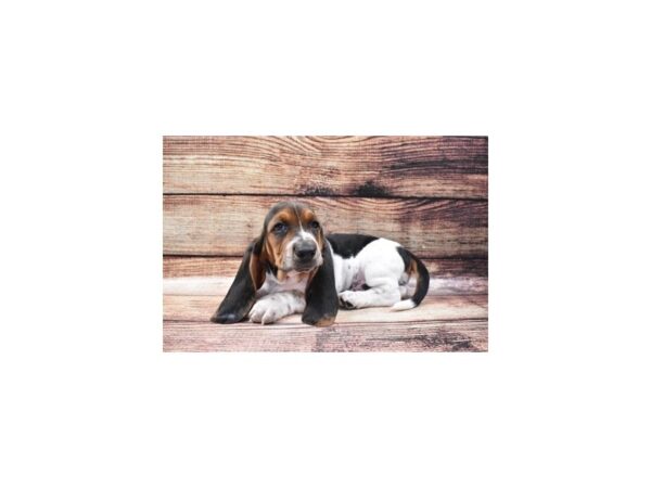 Basset Hound-DOG-Male-Black Brown and White-24550-Petland Lake St. Louis & Fenton, MO