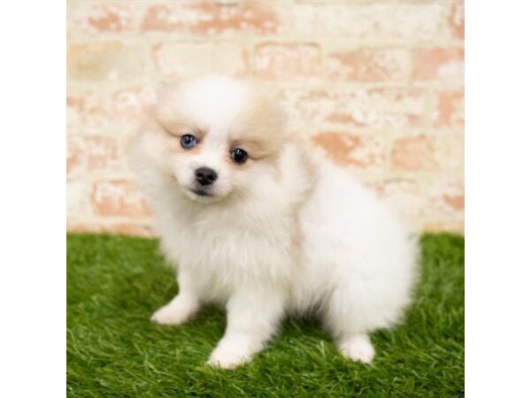 Pomeranian-DOG-Female-Cream-24560-Petland Lake St. Louis & Fenton, MO