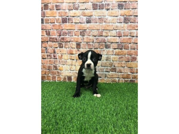Boston Terrier-DOG-Male-Black & White-24542-Petland Lake St. Louis & Fenton, MO