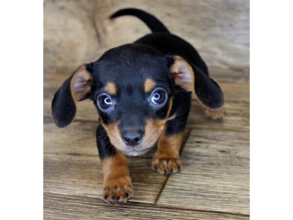 Dachshund-DOG-Female-Black / Tan-24575-Petland Lake St. Louis & Fenton, MO