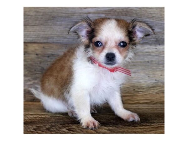 Chihuahua-DOG-Female-Chocolate Sabled Fawn-24573-Petland Lake St. Louis & Fenton, MO
