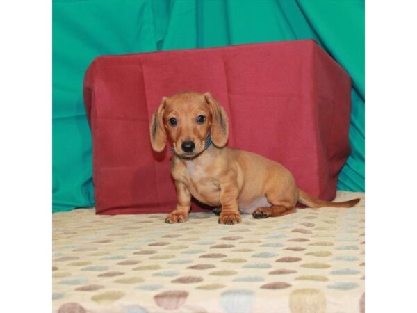 Dachshund-DOG-Female-Red-24574-Petland Lake St. Louis & Fenton, MO