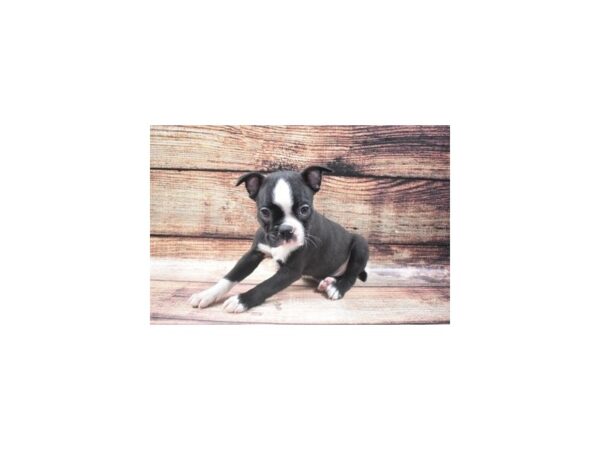 Boston Terrier-DOG-Male-Black and White-24585-Petland Lake St. Louis & Fenton, MO