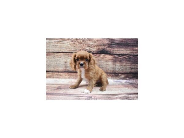 Cavalier King Charles Spaniel DOG Male Ruby 24587 Petland Lake St. Louis & Fenton, MO