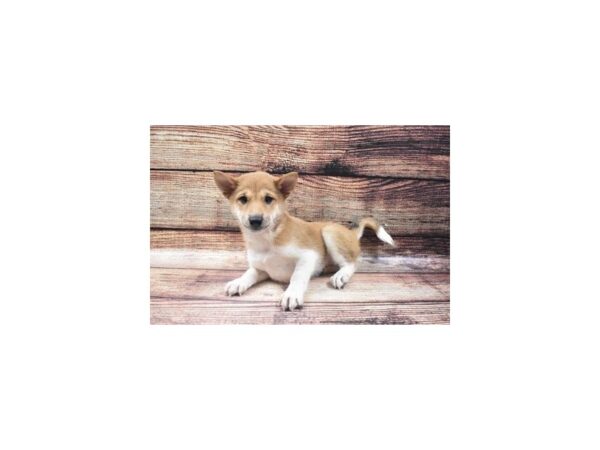 Shiba Inu-DOG-Female-Red and White-24588-Petland Lake St. Louis & Fenton, MO