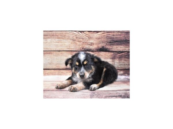 Texas Heeler DOG Male Black Brown and White 24589 Petland Lake St. Louis & Fenton, MO