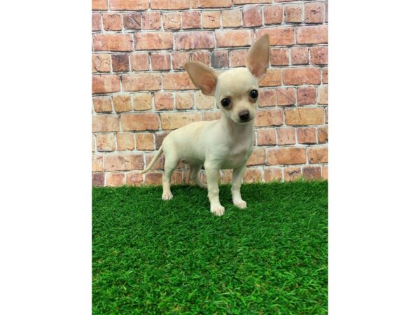 Chihuahua-DOG-Female-White & Cream-24592-Petland Lake St. Louis & Fenton, MO