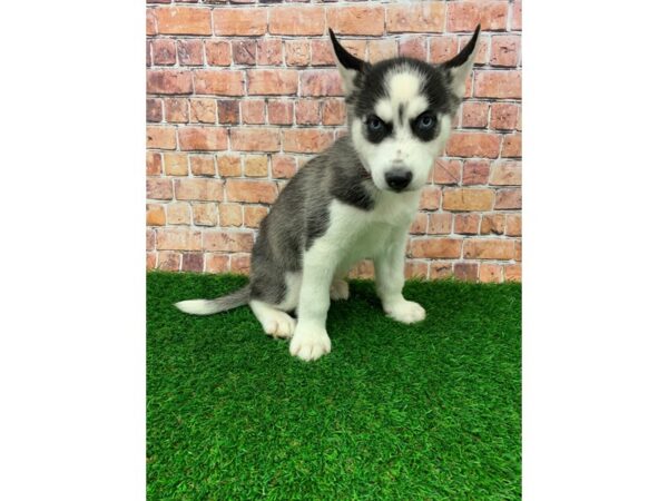 Siberian Husky-DOG-Male-Black / White-24583-Petland Lake St. Louis & Fenton, MO