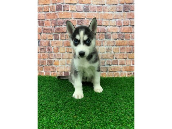 Siberian Husky-DOG-Female-Black / White-24582-Petland Lake St. Louis & Fenton, MO