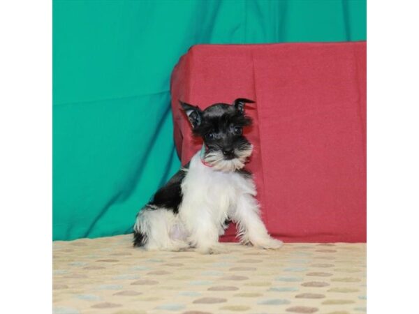 Miniature Schnauzer-DOG-Female-White / Black-24603-Petland Lake St. Louis & Fenton, MO