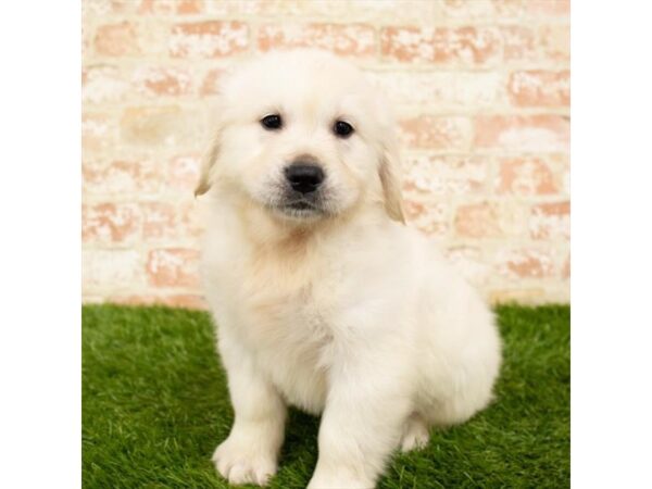 Golden Retriever-DOG-Female-Golden-24624-Petland Lake St. Louis & Fenton, MO