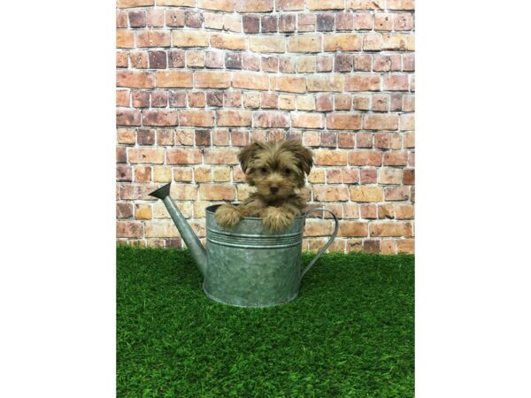 Yorkshire Terrier-DOG-Female-Chocolate-24623-Petland Lake St. Louis & Fenton, MO