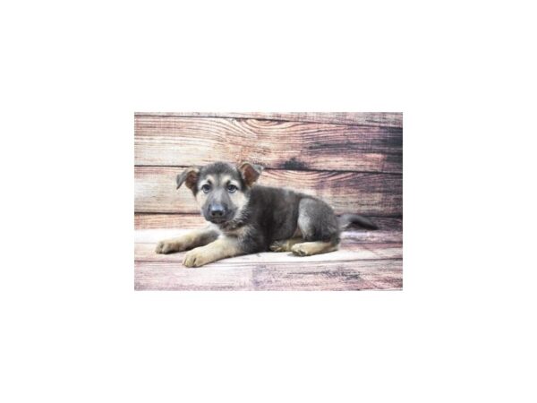 German Shepherd-DOG-Male-Black and Tan-24639-Petland Lake St. Louis & Fenton, MO