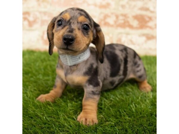 Dachshund-DOG-Female--24652-Petland Lake St. Louis & Fenton, MO