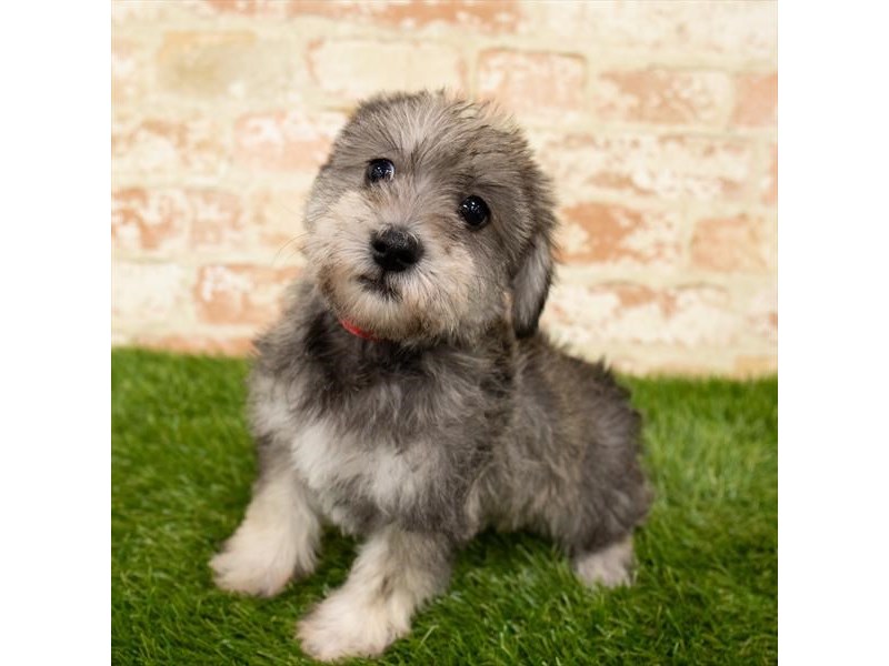 Shangle Pup Schnoodle Puppy Salt / Pepper ID:24660 Located at Petland Lake St ...