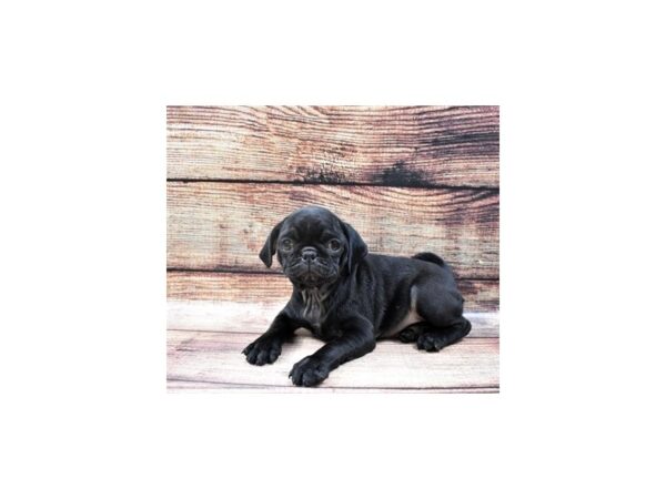 Pug-DOG-Female-Black-24665-Petland Lake St. Louis & Fenton, MO