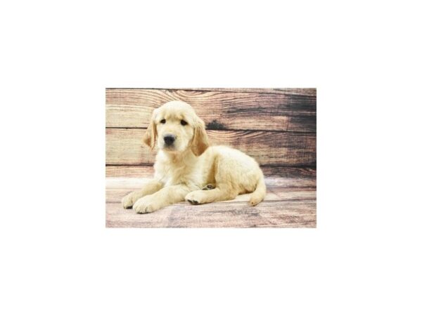 Golden Retriever-DOG-Male-Golden-24664-Petland Lake St. Louis & Fenton, MO