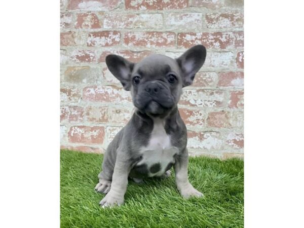 French Bulldog-DOG-Male-Blue / Tan-24673-Petland Lake St. Louis & Fenton, MO