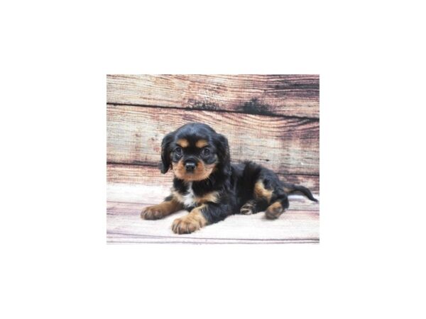 Cavalier King Charles Spaniel-DOG-Female-Black and Tan-24691-Petland Lake St. Louis & Fenton, MO