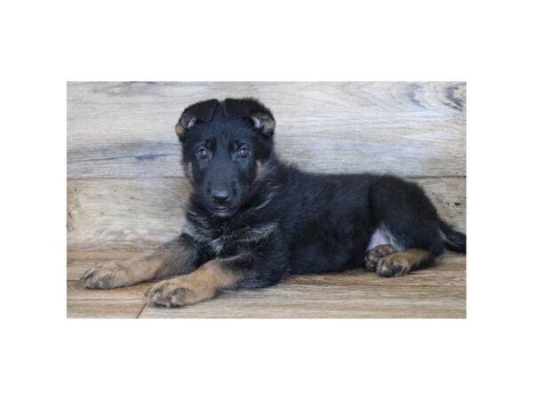 German Shepherd Dog-DOG-Female-Black / Tan-24689-Petland Lake St. Louis & Fenton, MO