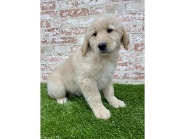 Golden Retriever-DOG-Male-Golden-24701-Petland Lake St. Louis & Fenton, MO