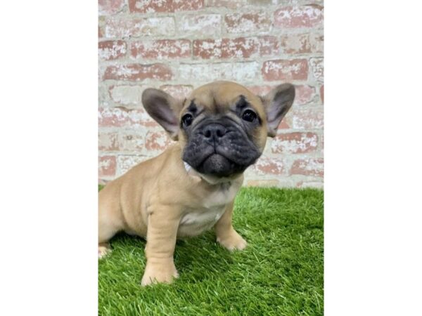 French Bulldog-DOG-Male-Fawn-24699-Petland Lake St. Louis & Fenton, MO