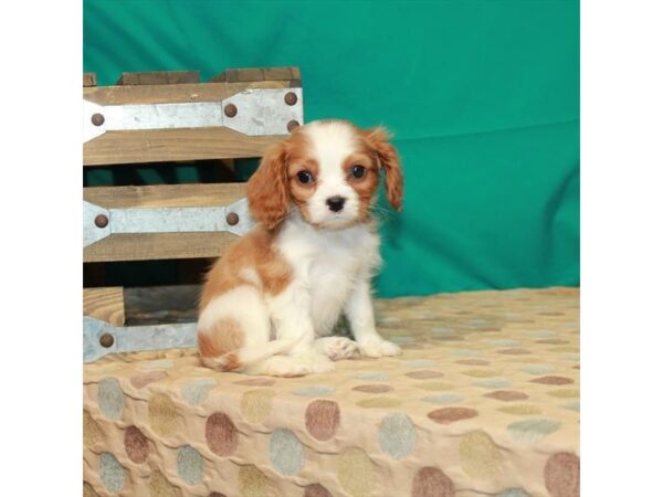 Cavalier King Charles Spaniel-DOG-Female-Blenheim / White-24714-Petland Lake St. Louis & Fenton, MO