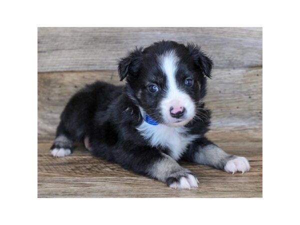 Toy Australian Shepherd-DOG-Male-Black / White-24717-Petland Lake St. Louis & Fenton, MO