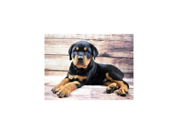 Rottweiler-DOG-Male-Black and Mahogany-24720-Petland Lake St. Louis & Fenton, MO