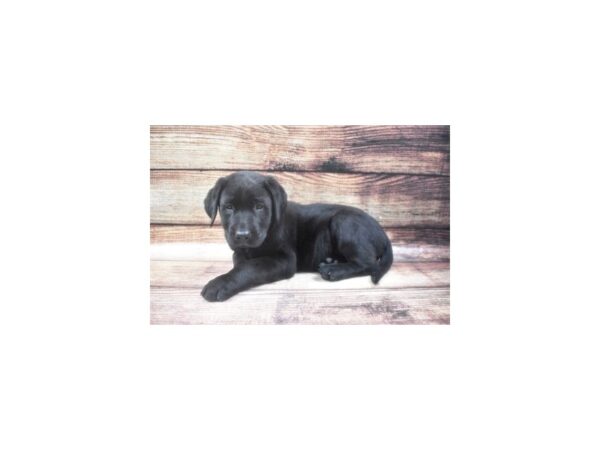 Labrador Retriever-DOG-Female-Black-24724-Petland Lake St. Louis & Fenton, MO