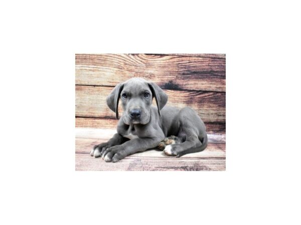 Great Dane-DOG-Male-Blue-24725-Petland Lake St. Louis & Fenton, MO