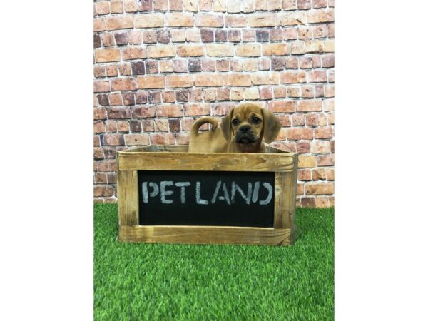 Puggle-DOG-Female-Apricot-24688-Petland Lake St. Louis & Fenton, MO