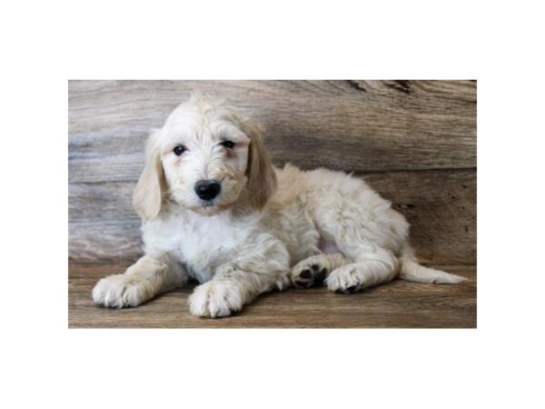 Goldendoodle-DOG-Female-Cream-24741-Petland Lake St. Louis & Fenton, MO