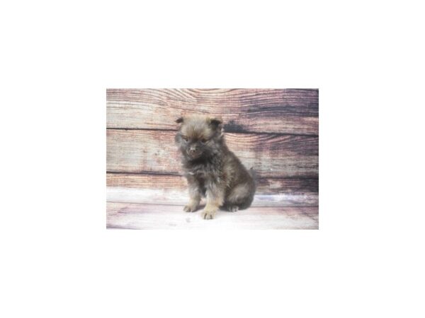 Pomeranian-DOG-Female-Chocolate Sable-24755-Petland Lake St. Louis & Fenton, MO