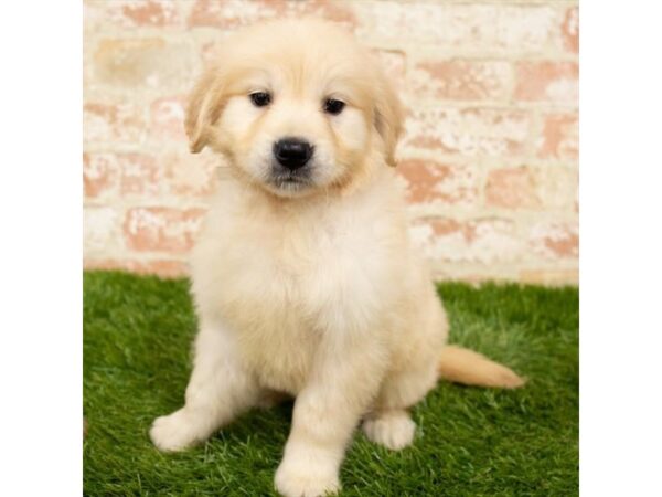 Golden Retriever-DOG-Female-Golden-24761-Petland Lake St. Louis & Fenton, MO