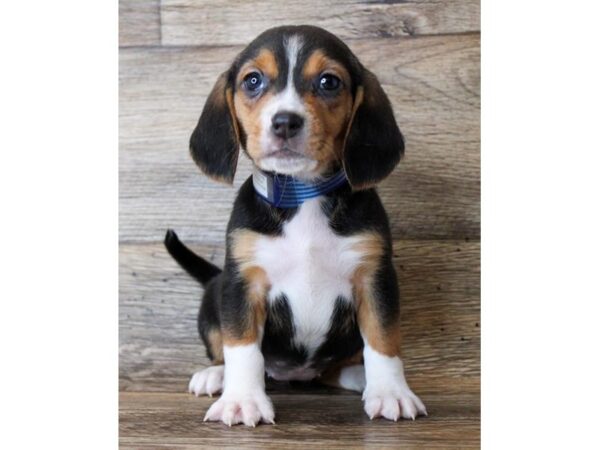 Beagle-DOG-Female-Black / Tan-24774-Petland Lake St. Louis & Fenton, MO
