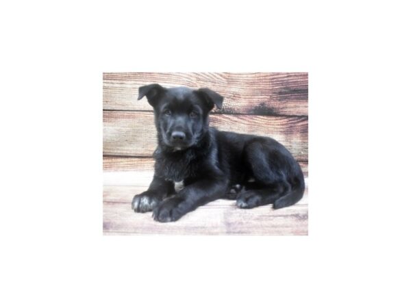 Labsky DOG Male Black 24787 Petland Lake St. Louis & Fenton, MO