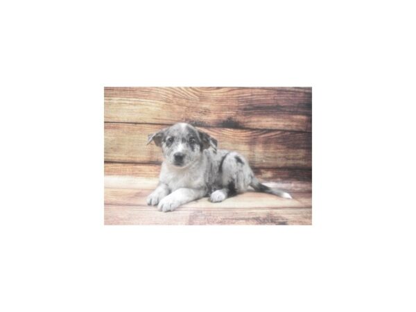 Catahoula Heeler DOG Male Blue 24788 Petland Lake St. Louis & Fenton, MO