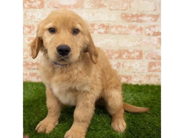 Golden Retriever-DOG-Male-Dark Golden-24793-Petland Lake St. Louis & Fenton, MO