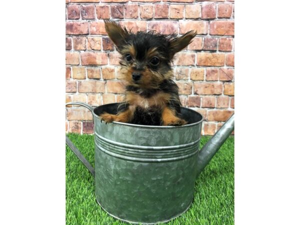 Yorkshire Terrier-DOG-Male-Black and Tan-24782-Petland Lake St. Louis & Fenton, MO