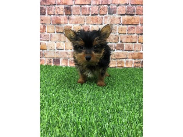 Yorkshire Terrier-DOG-Female-Black and Tan-24780-Petland Lake St. Louis & Fenton, MO