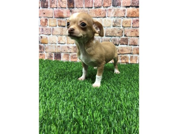 Chihuahua-DOG-Male-Cream-24775-Petland Lake St. Louis & Fenton, MO