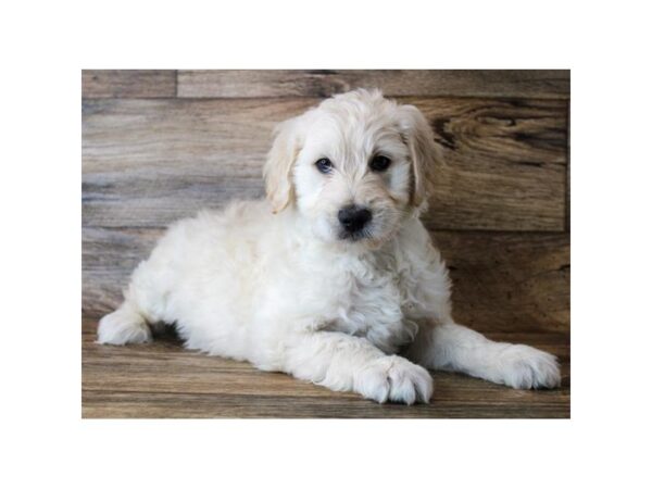 Goldendoodle-DOG-Male-Cream-24806-Petland Lake St. Louis & Fenton, MO