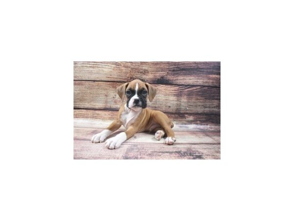 Boxer-DOG-Male-Fawn-24808-Petland Lake St. Louis & Fenton, MO