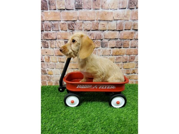 Dachshund-DOG-Female-Red-24661-Petland Lake St. Louis & Fenton, MO