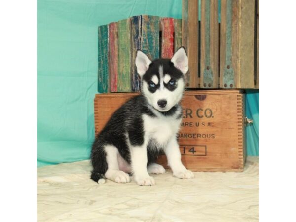 Siberian Husky-DOG-Female-Black / White-24828-Petland Lake St. Louis & Fenton, MO