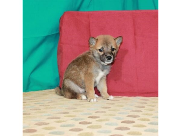 Shiba Inu-DOG-Female-Red Sesame-24827-Petland Lake St. Louis & Fenton, MO